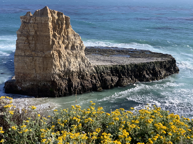 Rugged Beauty: Explore Santa Cruz's North Coast. The Four Mile Beach rock formation shoots out of the water with flowers in the foreground. Shot by Photographer: Monica Multer.