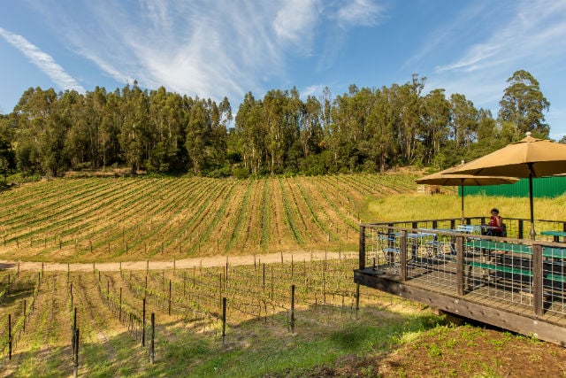 Vineyard at Alfaro Family Vineyards + Winery