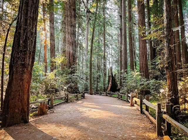 Best of 2021: This Photo is one of the top posts for 2021 on the Visit Santa Cruz County Social Media Channels. This photo is of the Redwood Loop at Henry Cowell Redwoods State Park by Jenn Day - @jennday77.