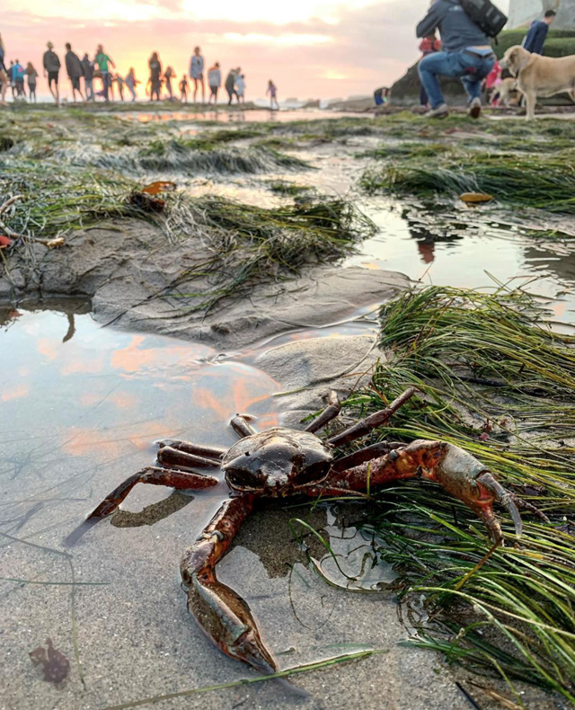 Best of 2021: This Photo is one of the top posts for 2021 on the Visit Santa Cruz County Social Media Channels. This photo is of a crab at Pleasure Point during King Tides by Rachel Endsley.