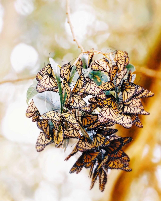 Best of 2021: This Photo is one of the top posts for 2021 on the Visit Santa Cruz County Social Media Channels. This photo is of Monarch Butterflies by SeptemberWren.