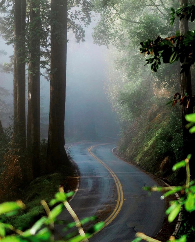 Best of 2021: This Photo is one of the top posts for 2021 on the Visit Santa Cruz County Social Media Channels. This photo is of a misty drive on Highway 9 in Felton, California by @dirtdrops.