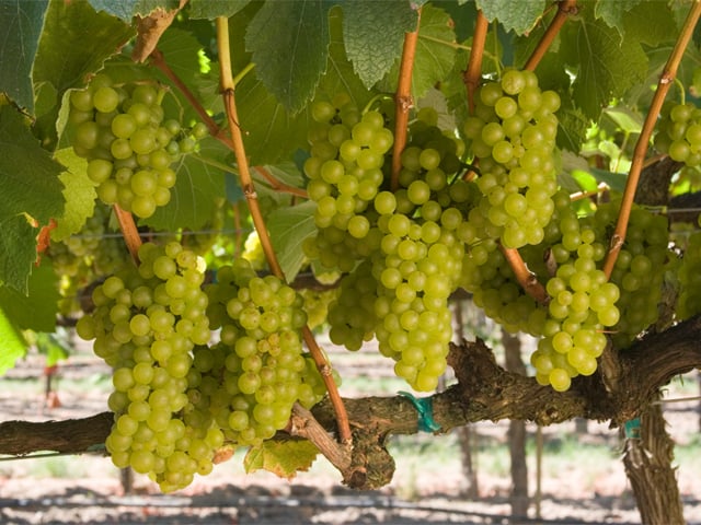 California Chardonnay Grapes on the Vine