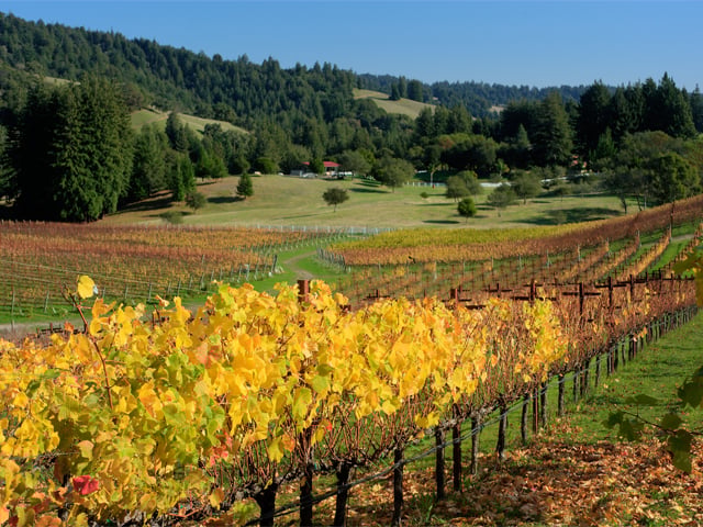 Corralitos Wine Trail Vines