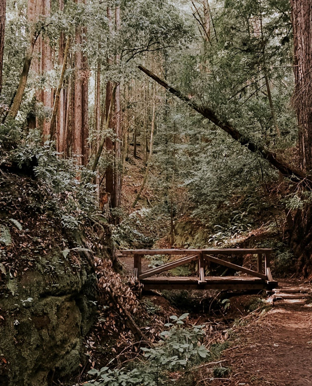 Photo of The Forest of Nisene Marks bridge. 