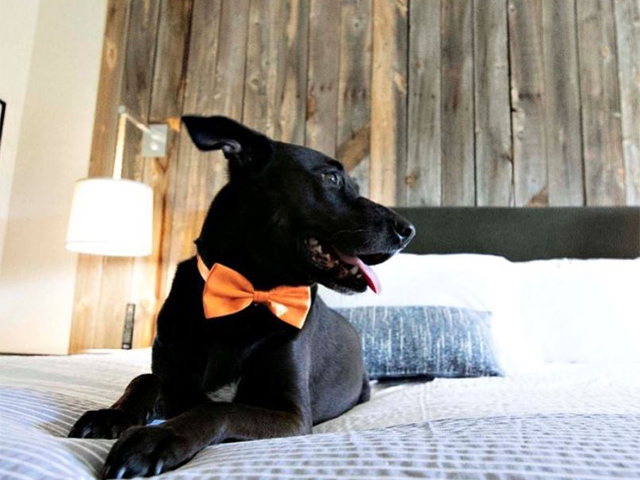 There is a $75 pet fee at Hotel Paradox