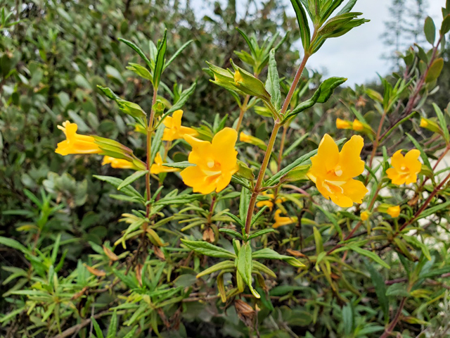 Photo by Laurel Maxwell of the sticky monkey flower. It is a vibrant yellow color.