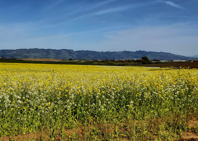Photo by Maggie Ivy of the Corralitos roads with wildflowers and agriculture fields.