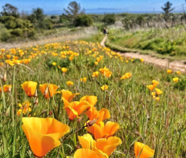 Phot by @summerstar of the california poppies.