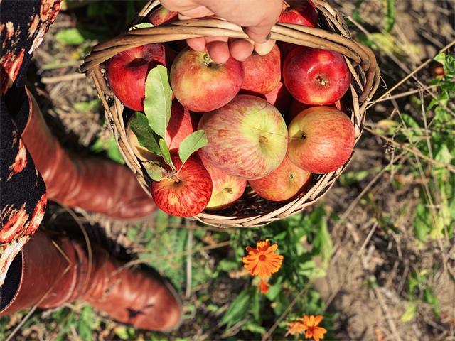 5 Ways to Enjoy Fall in Santa Cruz County by Monica Multer: Apple Picking in Cooralitos