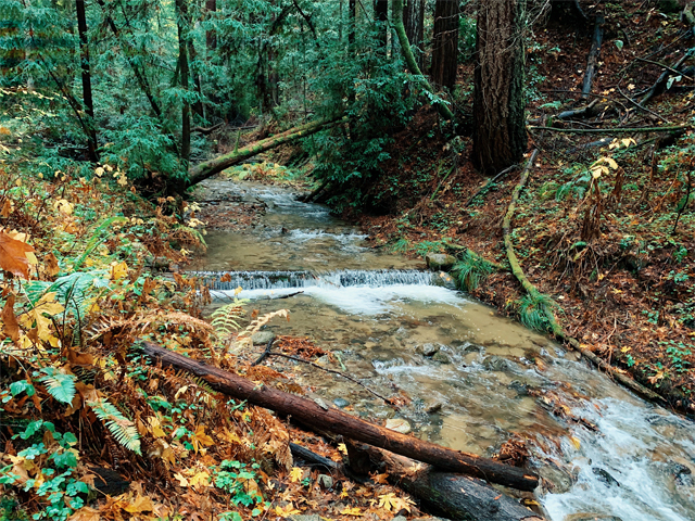 5 Ways to Enjoy Fall in Santa Cruz County by Monica Multer: a hike in the santa cruz mountains - Fall Creek shown here.