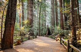 Henry Cowell Redwoods State Park Redwood Grove Loop