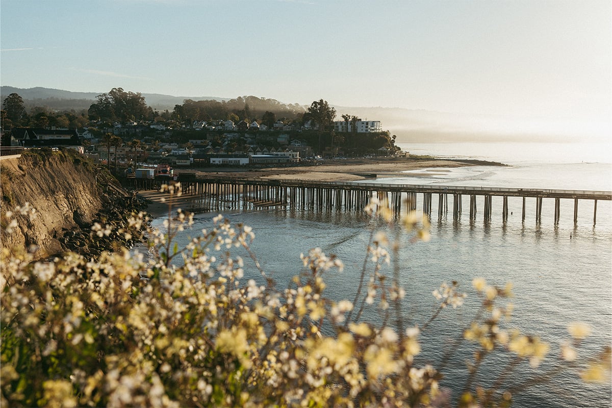 Capitola Wharf Wildflowers