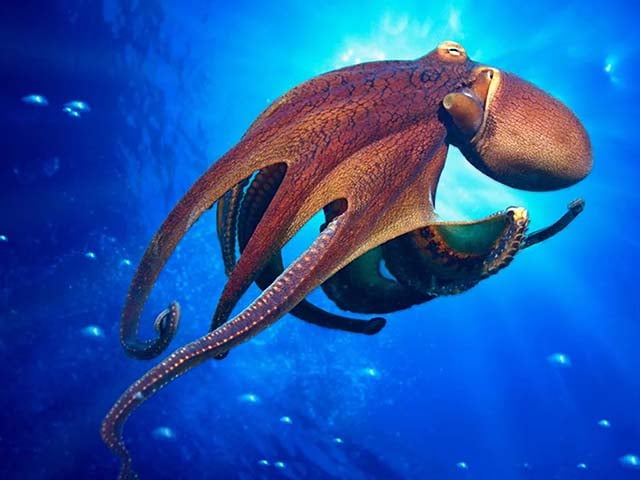 Octupus at Museum of Natural History