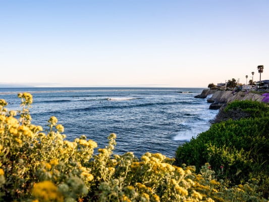 Yellow Lizzard Tail Flowers on the cliffs with surfers in the background. Photographed by Liz Birnbaum