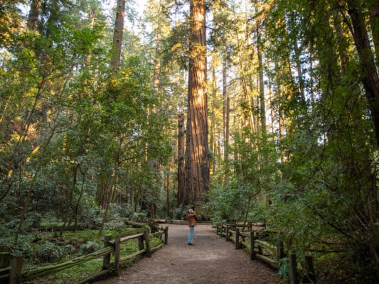 Individual photographing the trees at Henry Cowell Pathway photographed by Daniel Gorostieta