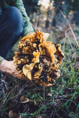 Molino-Creek-Farm_Chanterelle-