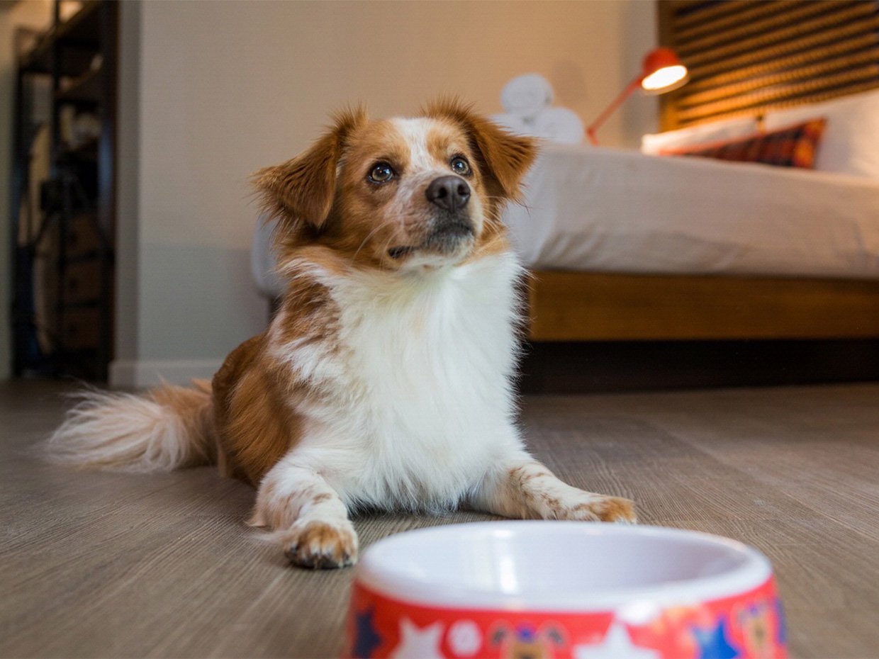 Dog with their dog bowl at Chaminade Resort & Spa