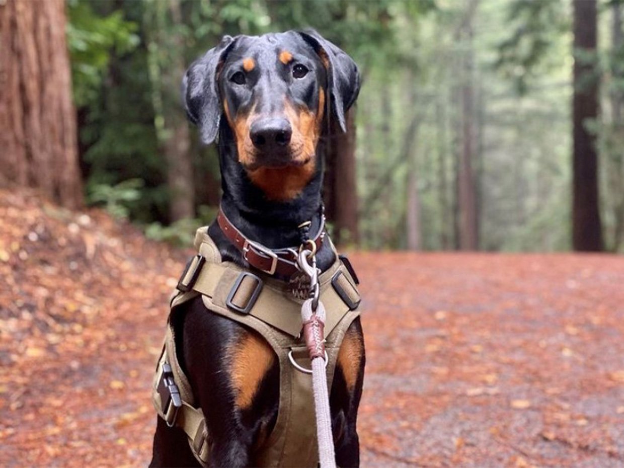 Lua the Doberman on a hike at Henry Cowell
