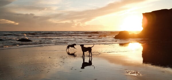 Dogs playing at Its Beach at sunset. Photographed by Ben Ingram