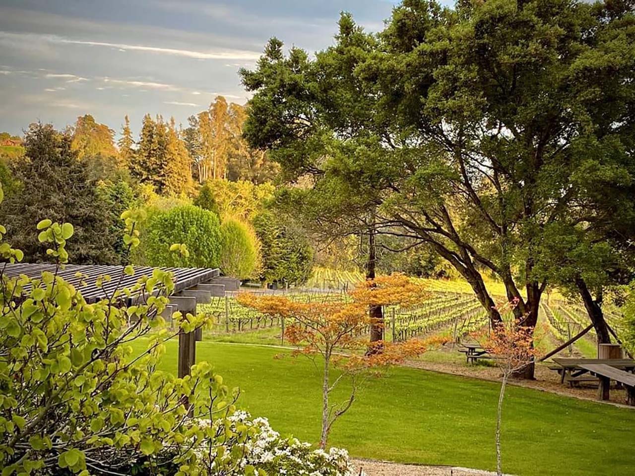 A view of the vineyards from the concert set up area
