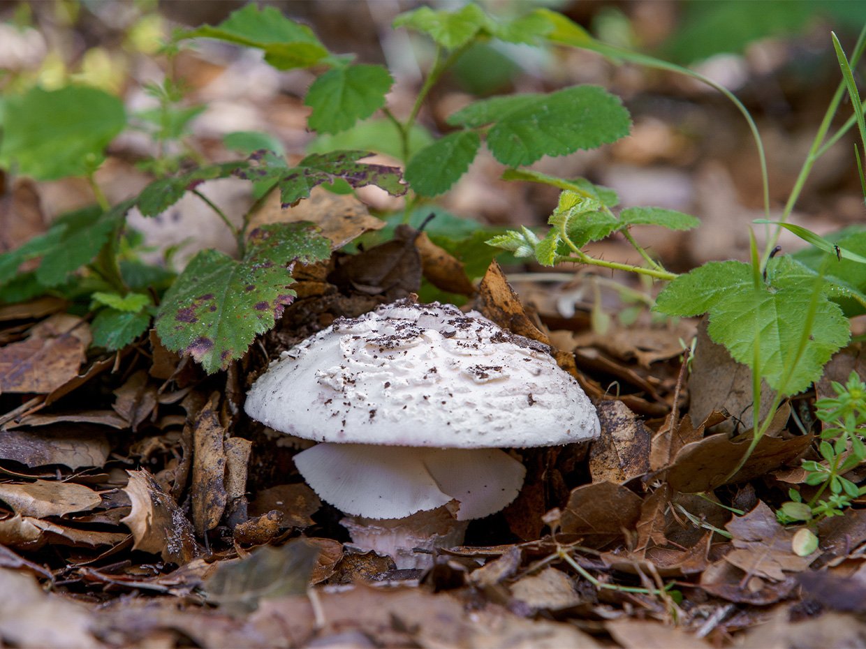 Wild mushroom at Quail Hollow Ranch. Photographed by Jamie Hall