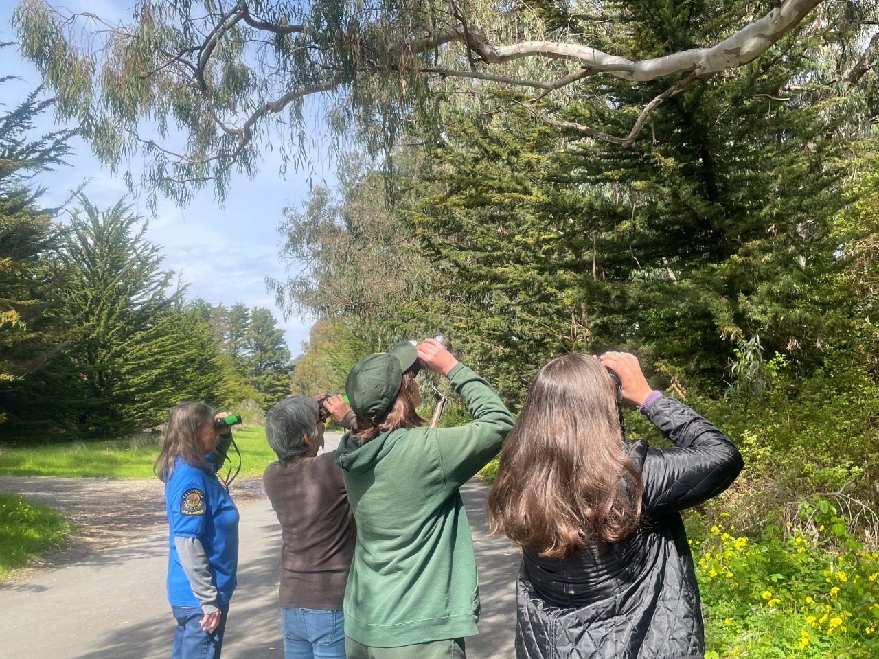 A group of people with binoculars and a park docent looking up in trees at Natural Bridges State Park.