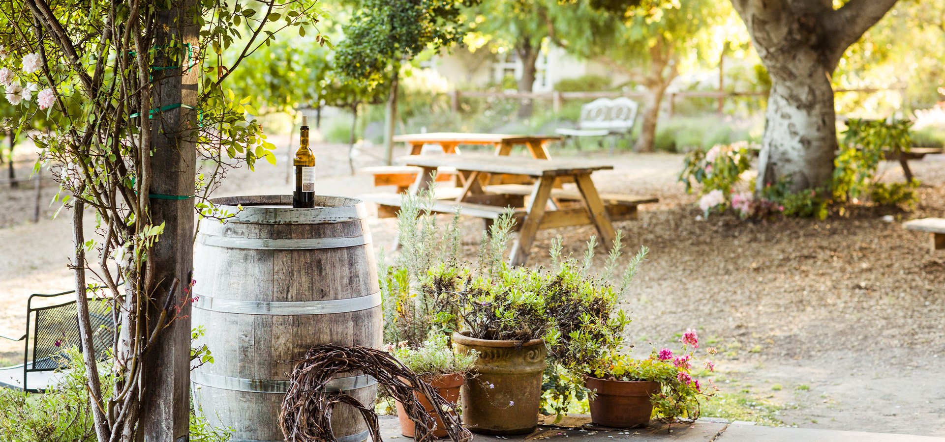 Nicholsen vineyard. Photographed by Michelle Magdalena