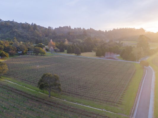 Vineyard in South County. Photographed by Austen Paul