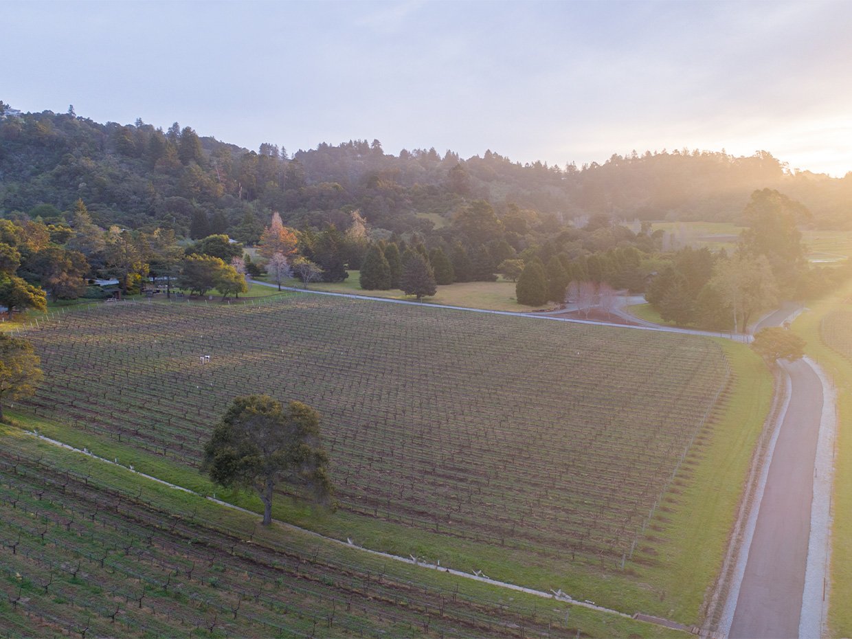 Vineyard in South County. Photographed by Austen Paul