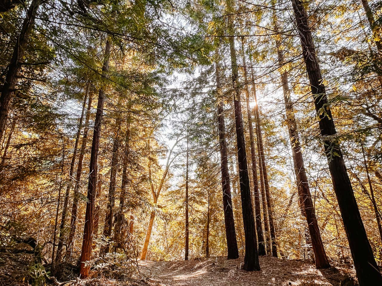 Sun peeking through redwood trees