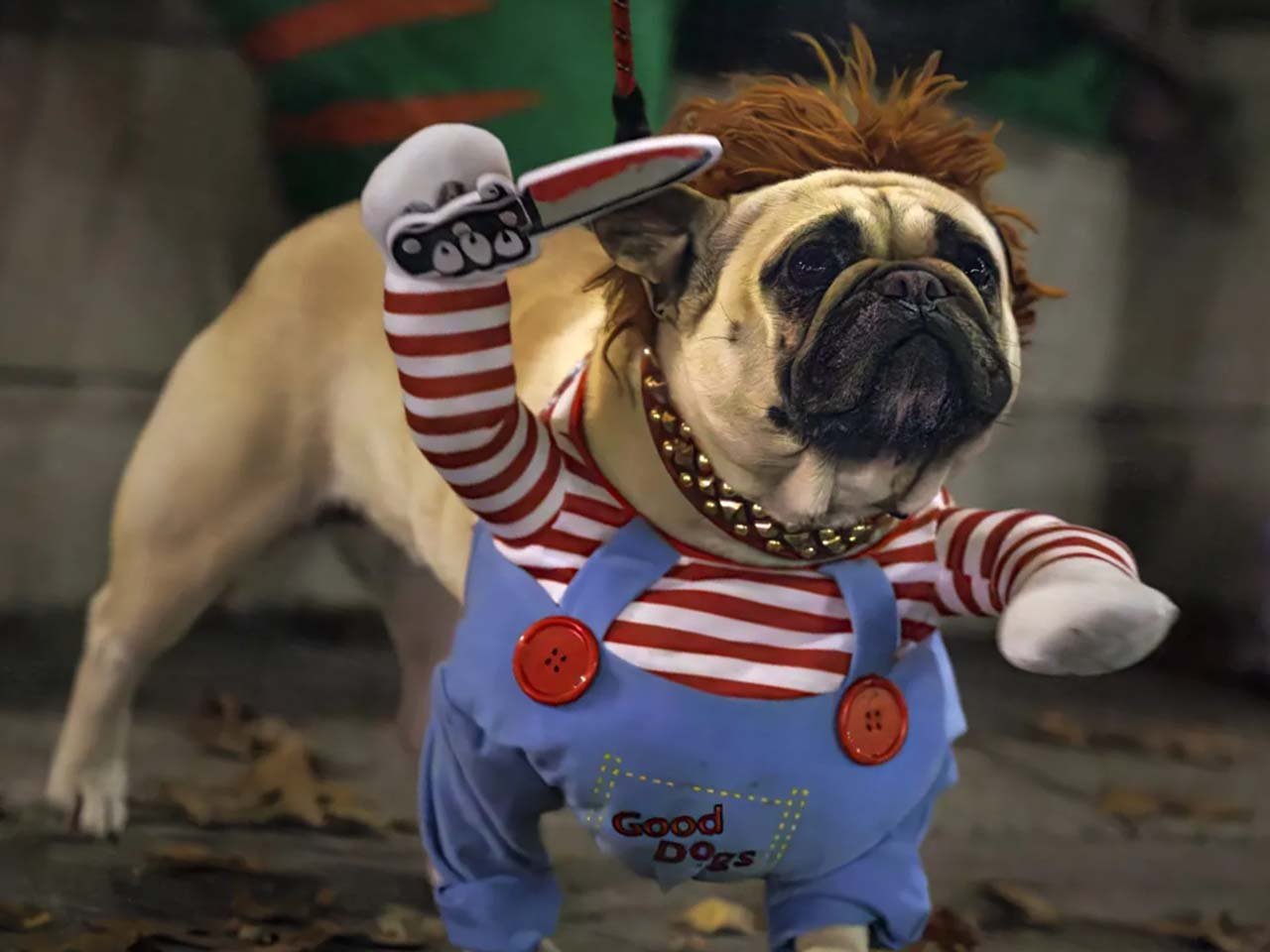 Dog dressed as a Chuckie doll.