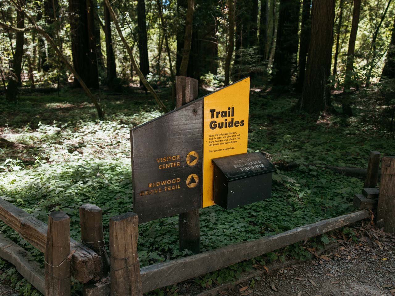 A trail guide sign pointing to the visitor center at Henry Cowell with redwood sorrel all around.