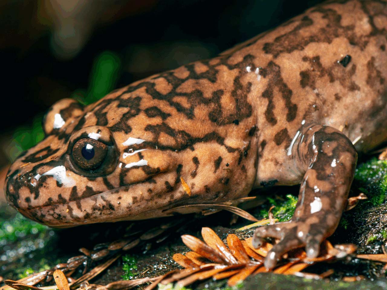 Giant Salamander