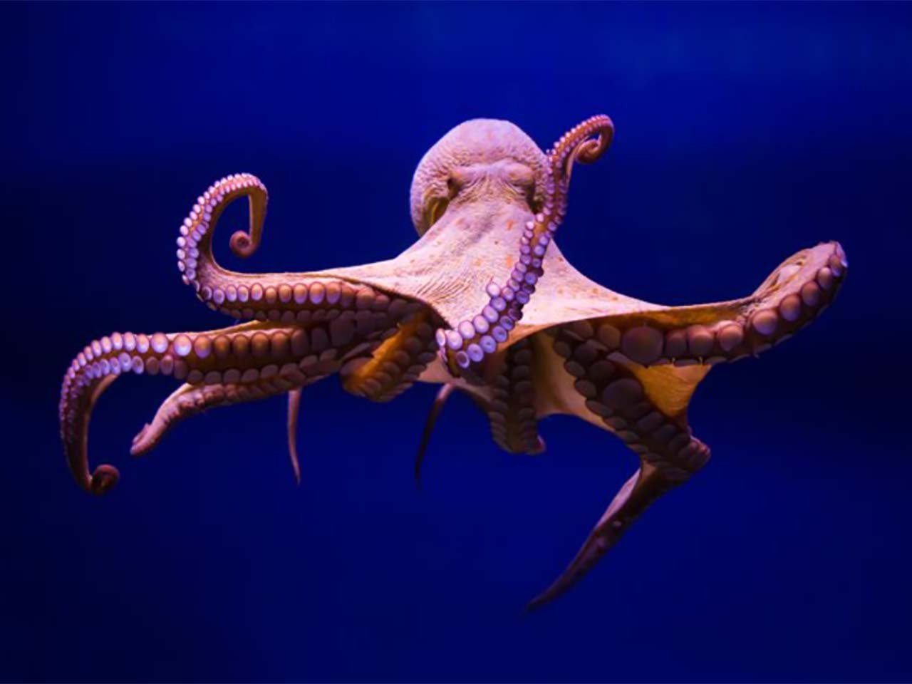 An image of the Giant Pacific Octopus floating in the ocean.