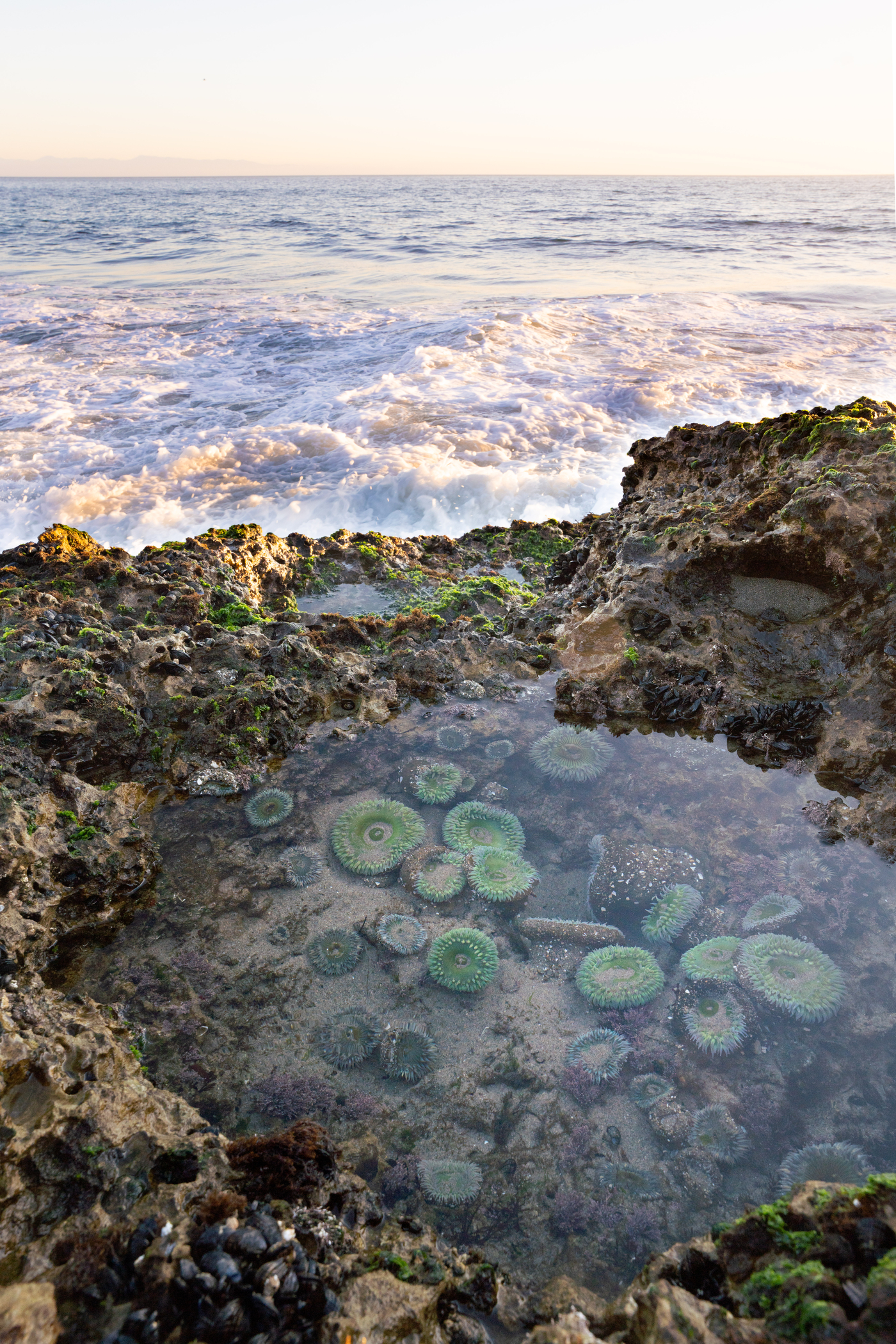 Top 5 Tide Pools in Santa Cruz County Visit Santa Cruz County