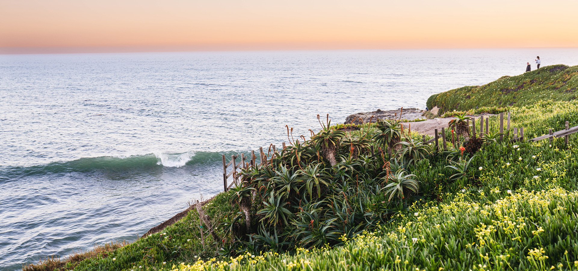 Succulent flowers on West Cliff Drive during sunset. Photographed by Liz Birnbaum, The Curated Feast