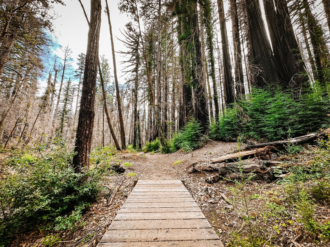 Image of a new walkway leading to burned ancient redwoods with new redwood growth at the tops bottoms and sides of the trees.