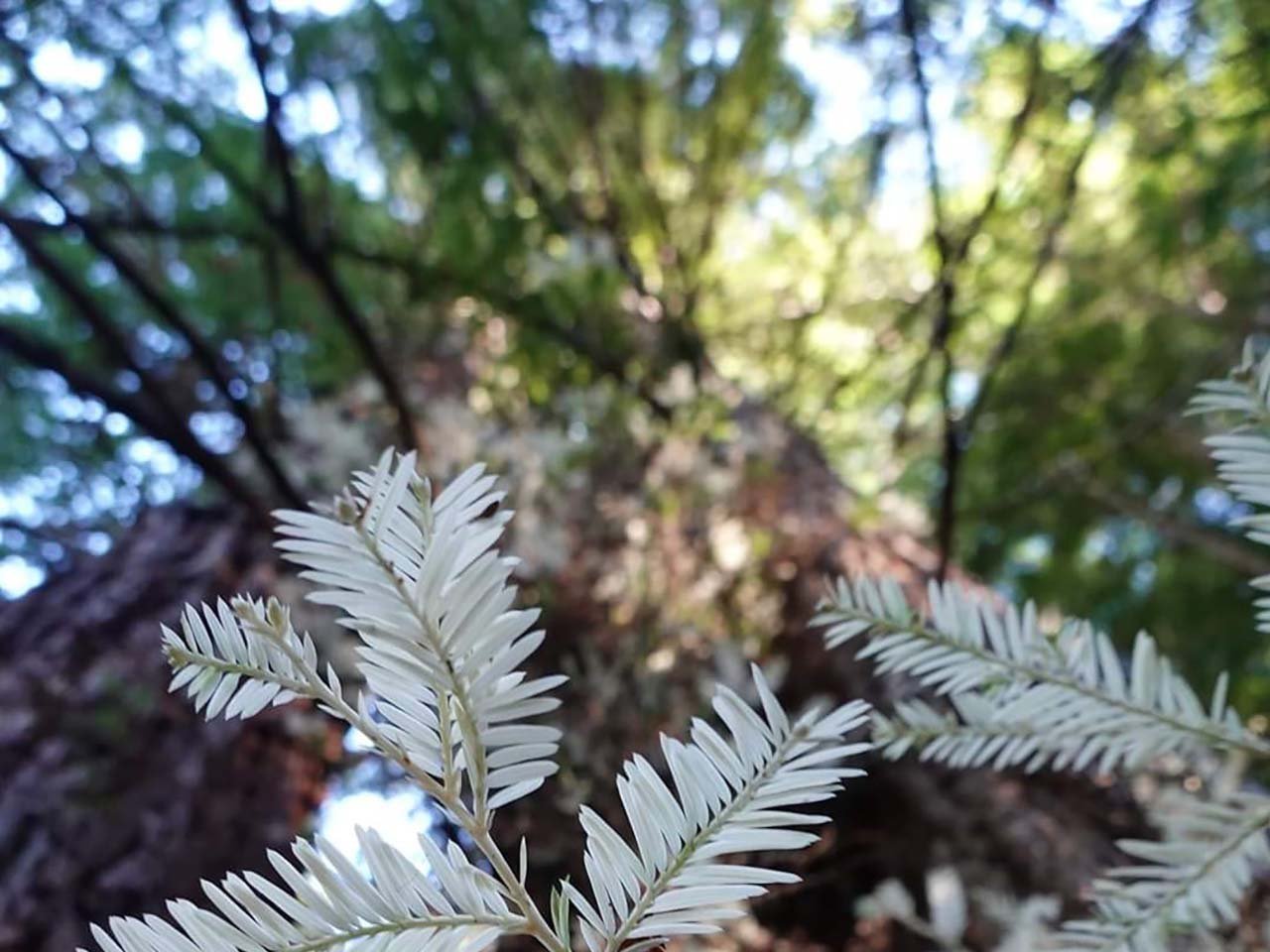 Albino redwood branches peaking into a redwood forest background