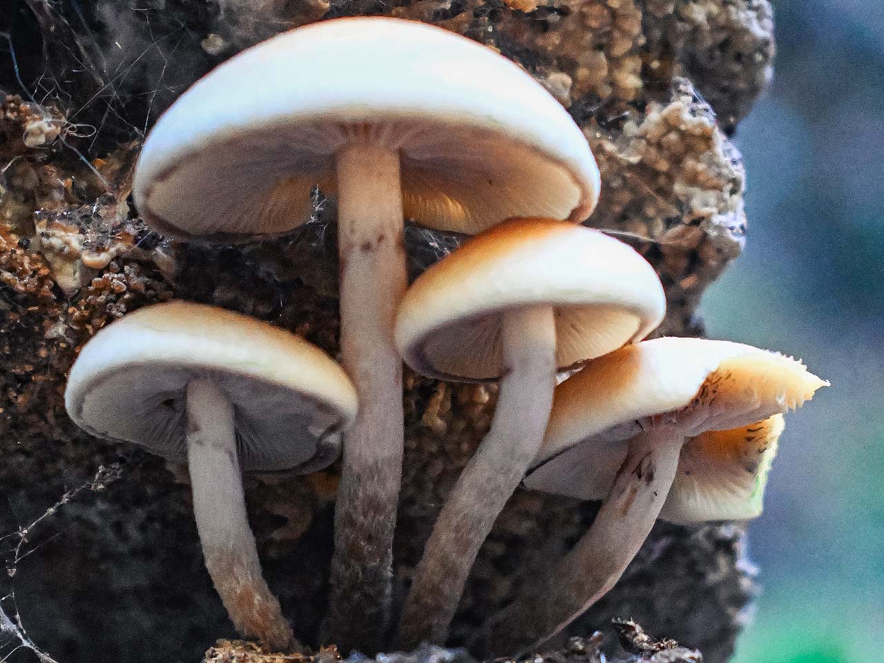 Mushrooms growing out of a tree