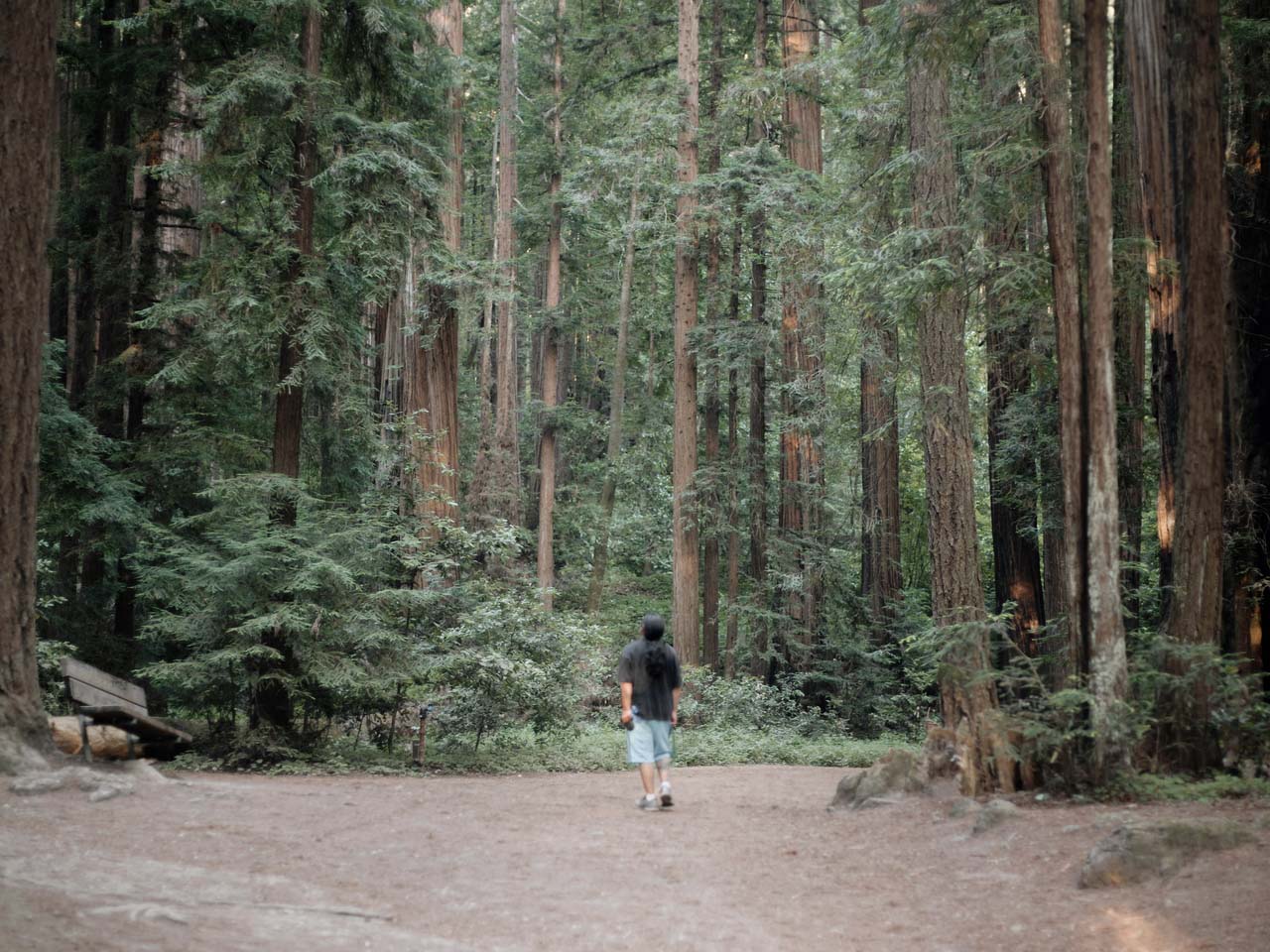 Man walking among redwoods