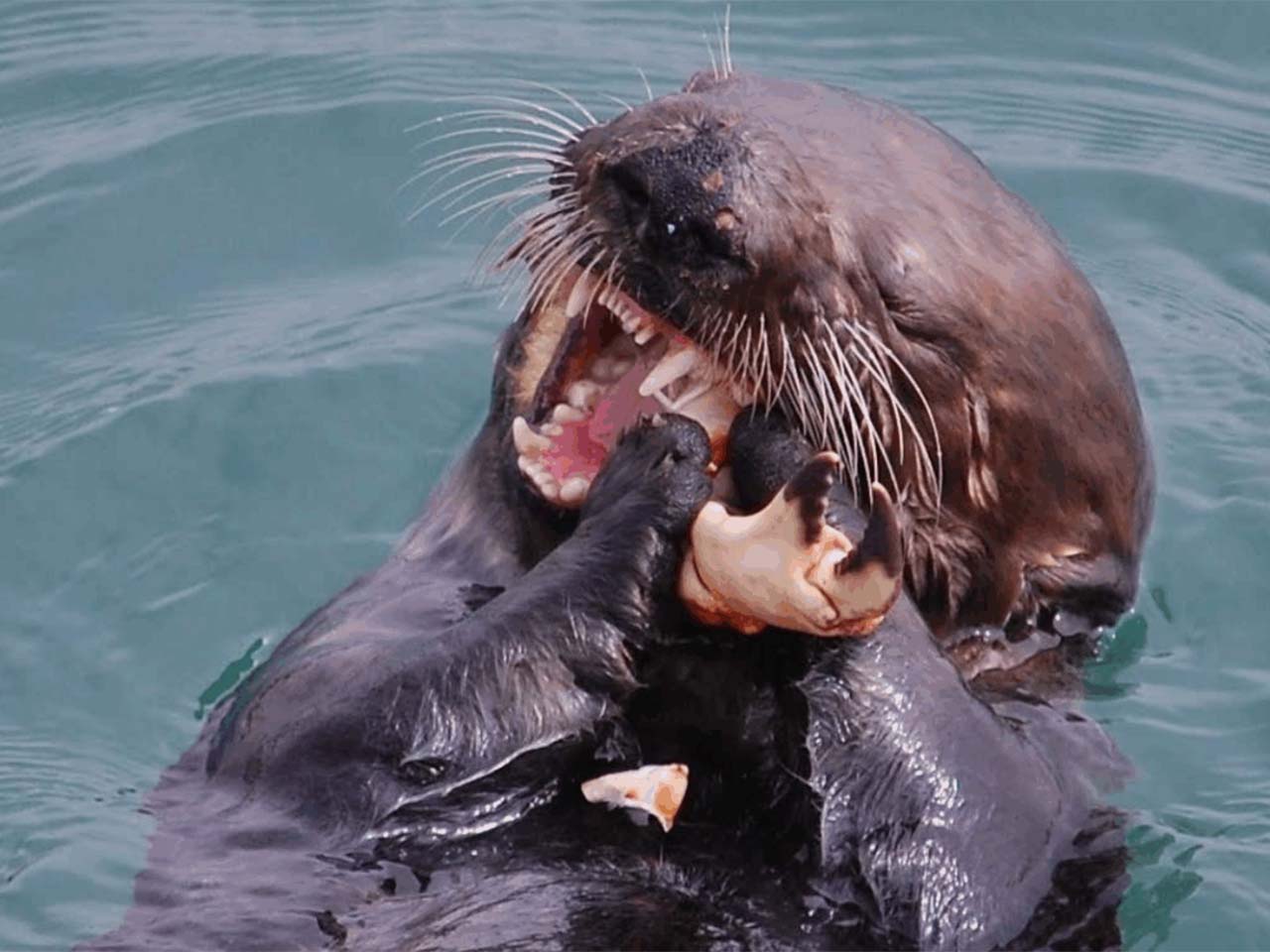 Sea otter cracking open a crab with its teeth.
