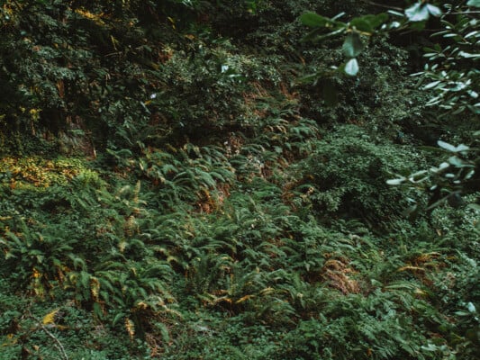 Bud and Emma McCrary Trail green foliage. Photographed by Liz Birnbaum, the Curated Feast