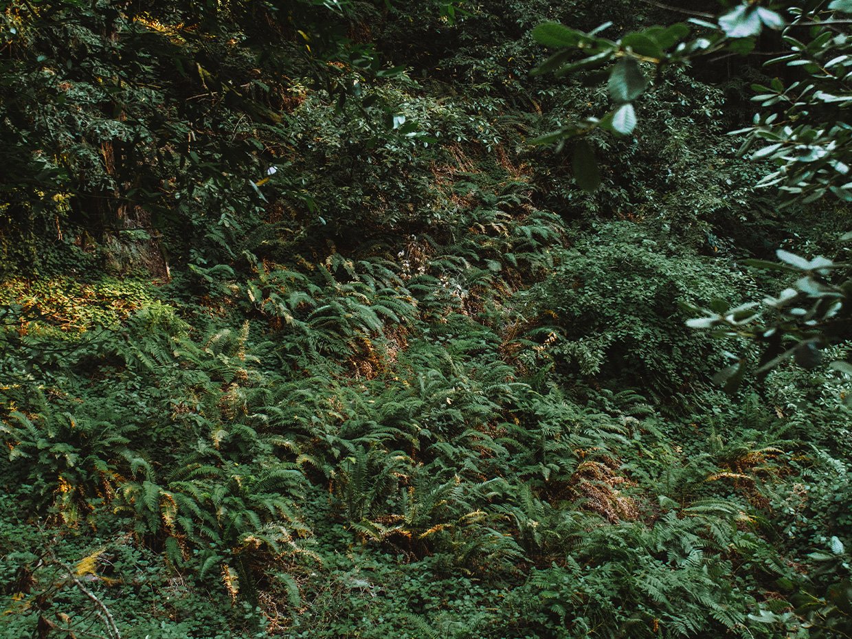 Bud and Emma McCrary Trail green foliage. Photographed by Liz Birnbaum, the Curated Feast