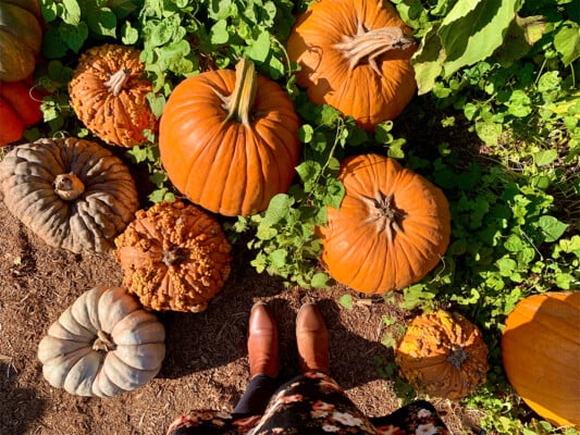 Heaps of pumpkins. Photographed by Monica Multer