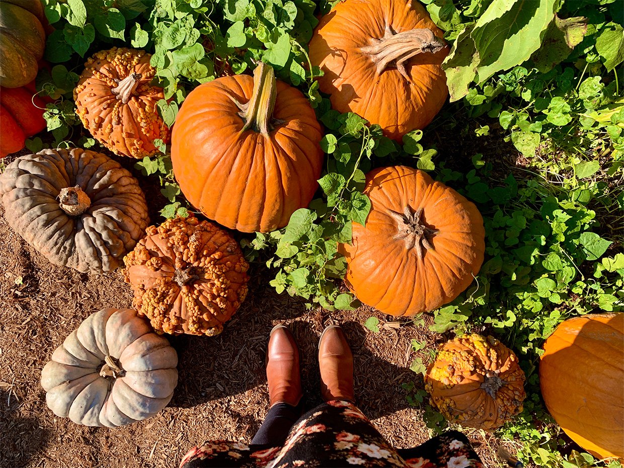 Heaps of pumpkins. Photographed by Monica Multer