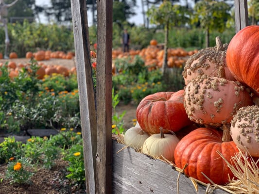 Piles of pumpkins. Photographed by Monica Multer