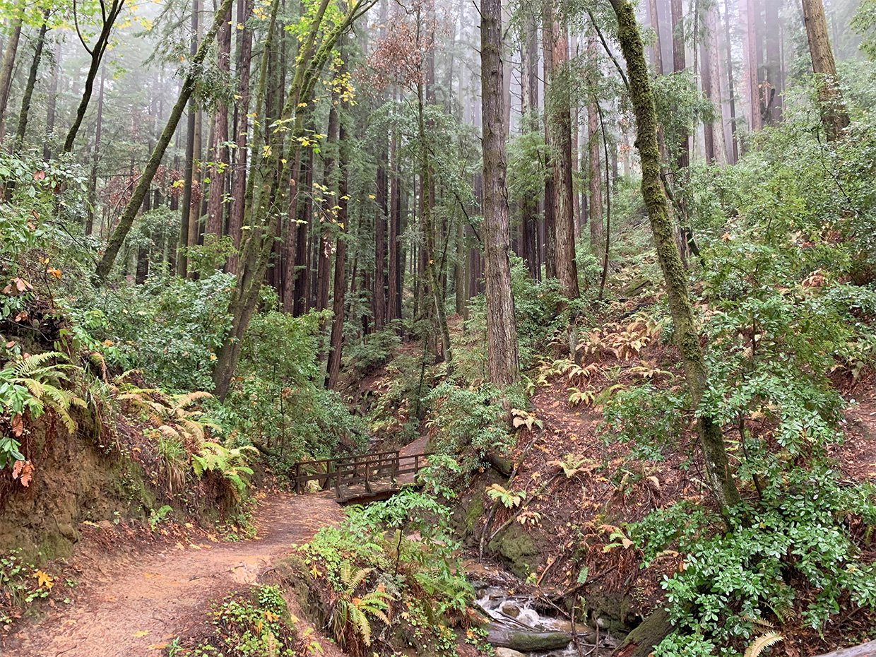 Fall Walks Blog Henry Cowell by Monica Multer