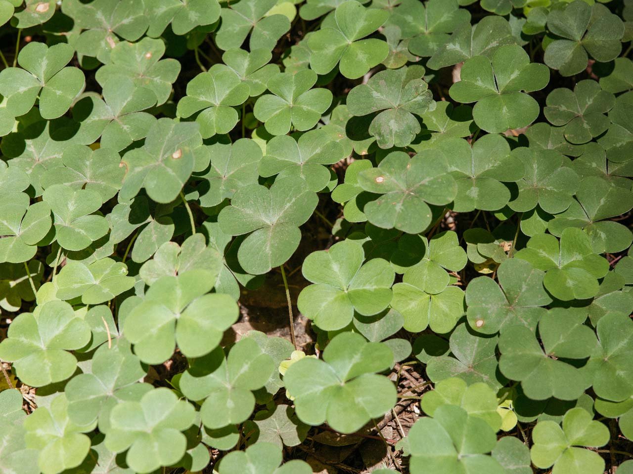 A forest floor carpeted with sorel which looks like really big clover