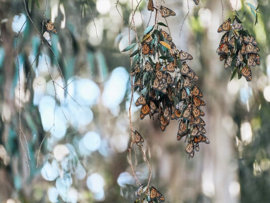 Nature Bridges State Beach Monarchs